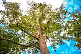 Best Root Management and Removal  in Laguna Heights, TX