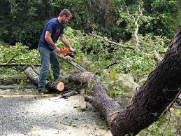 How Our Tree Care Process Works  in  Laguna Heights, TX