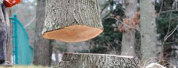Best Tree Preservation Services  in Laguna Heights, TX